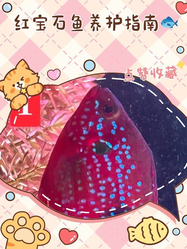 觀賞魚品種大全（印尼觀賞魚進口品種大全）