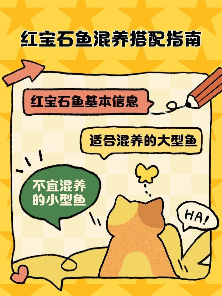 紅寶石魚混養最佳搭配表