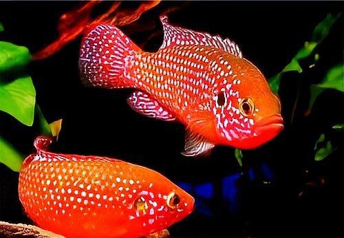 紅寶石魚混養最佳搭配表