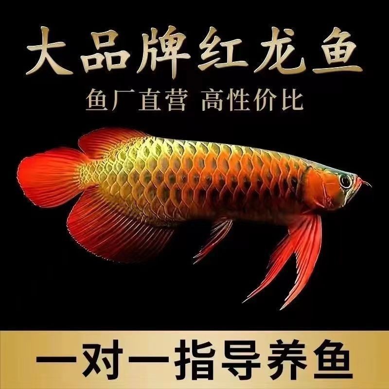 布奇美拉藍(lán)底過背金龍價(jià)格