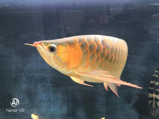龍魚缸用什么燈是黃色的呢圖片