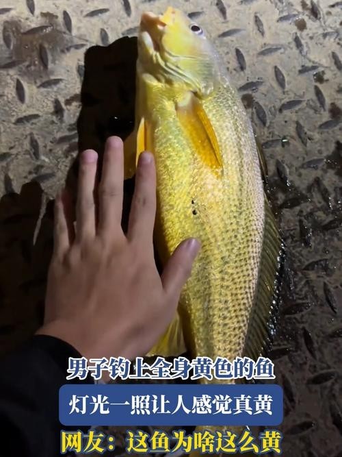 龍魚缸用什么燈是黃色的呢圖片