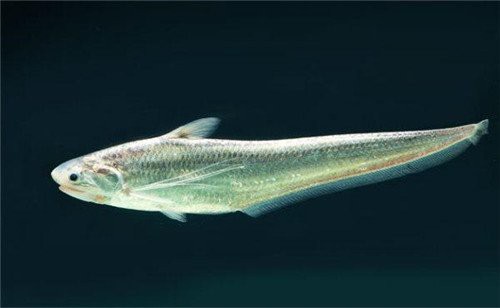 刀魚學(xué)名叫什么魚