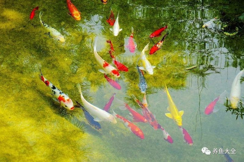 龍魚和錦鯉風(fēng)水大忌