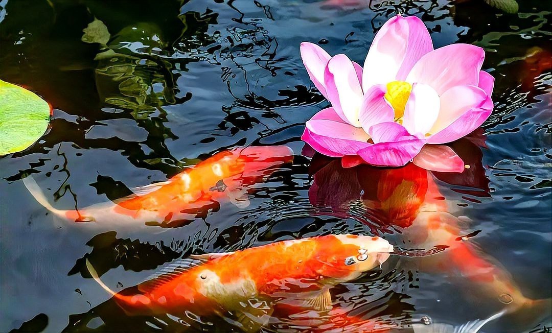 龍魚和錦鯉風(fēng)水大忌