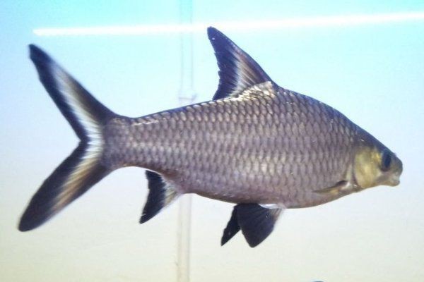 觀賞鯊魚種類及圖片 觀賞鯊魚種類及圖片 龍魚論壇 第4張