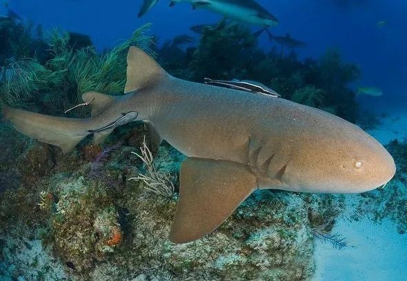 觀賞鯊魚種類及圖片 觀賞鯊魚種類及圖片 龍魚論壇 第1張