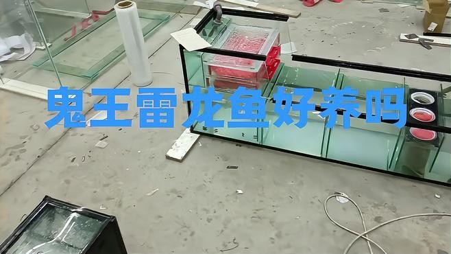 鬼王雷龍魚值得養嗎