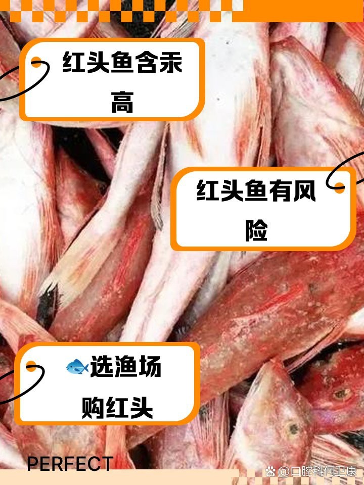 紅頭魚為何被禁止食用