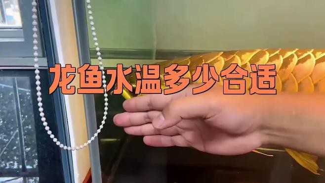 紅龍魚最佳發(fā)色溫度