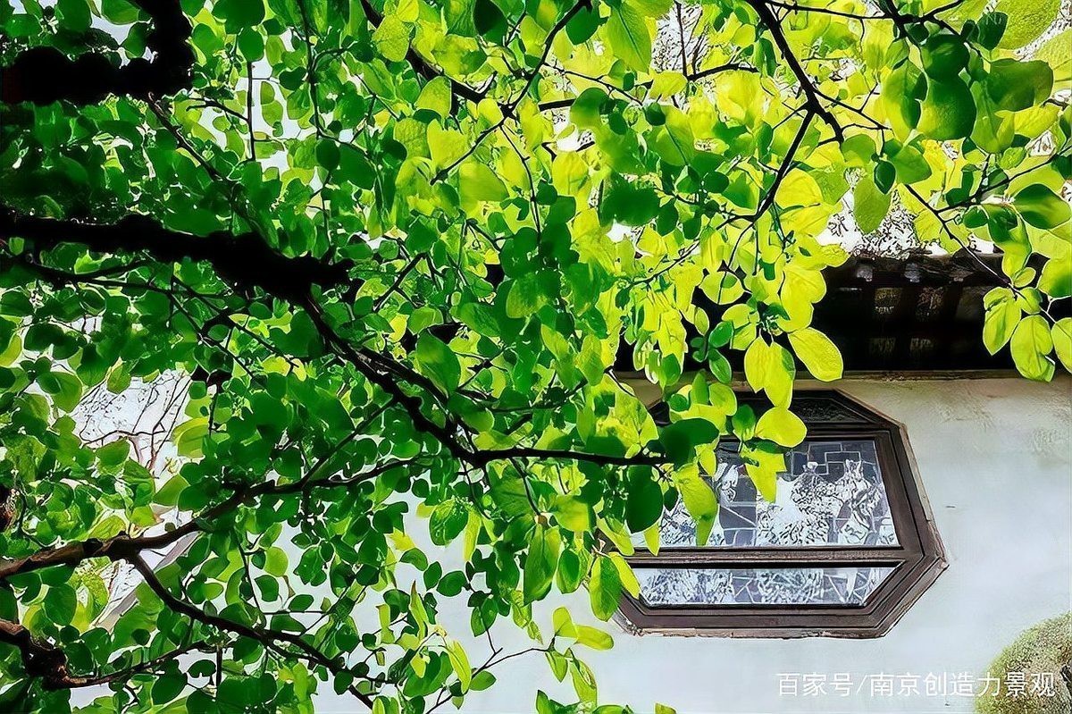 龍眼紅眼在風(fēng)水中有何應(yīng)用？