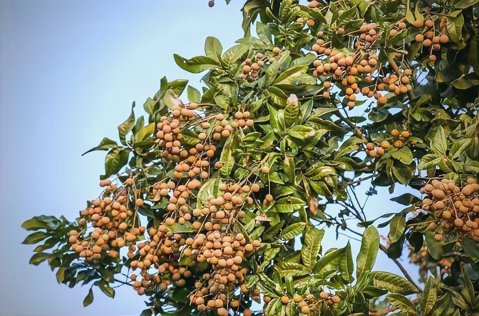 龍眼紅眼在風(fēng)水中有何應(yīng)用？