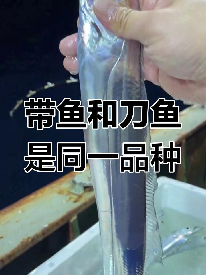 刀魚與帶魚區別 刀魚與帶魚區別 龍魚論壇 第7張
