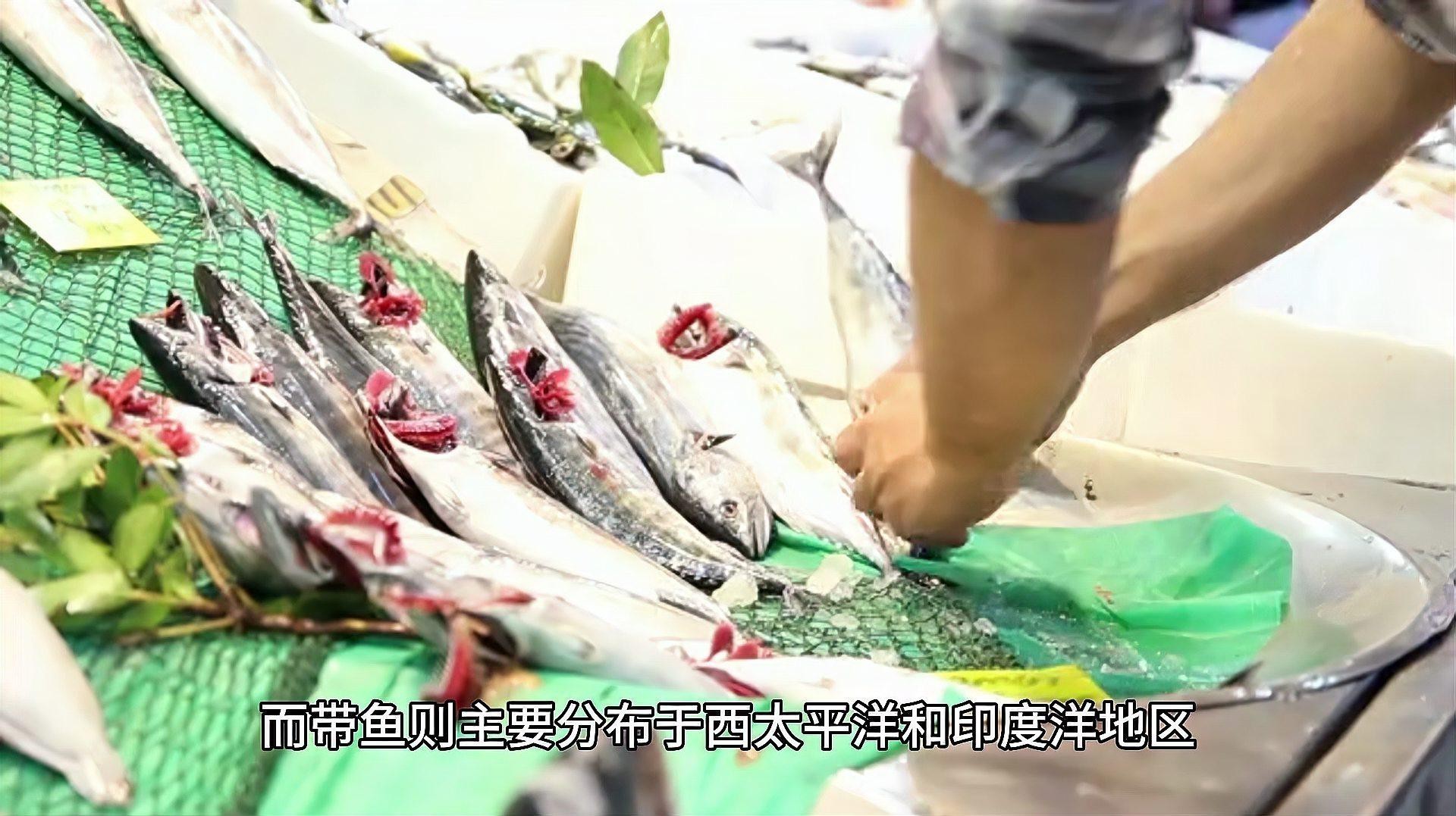 刀魚與帶魚區別 刀魚與帶魚區別 龍魚論壇 第6張