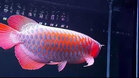 什么樣的紅龍魚最好養活一些圖片