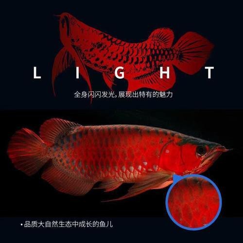 什么樣的紅龍魚最好養活一些圖片