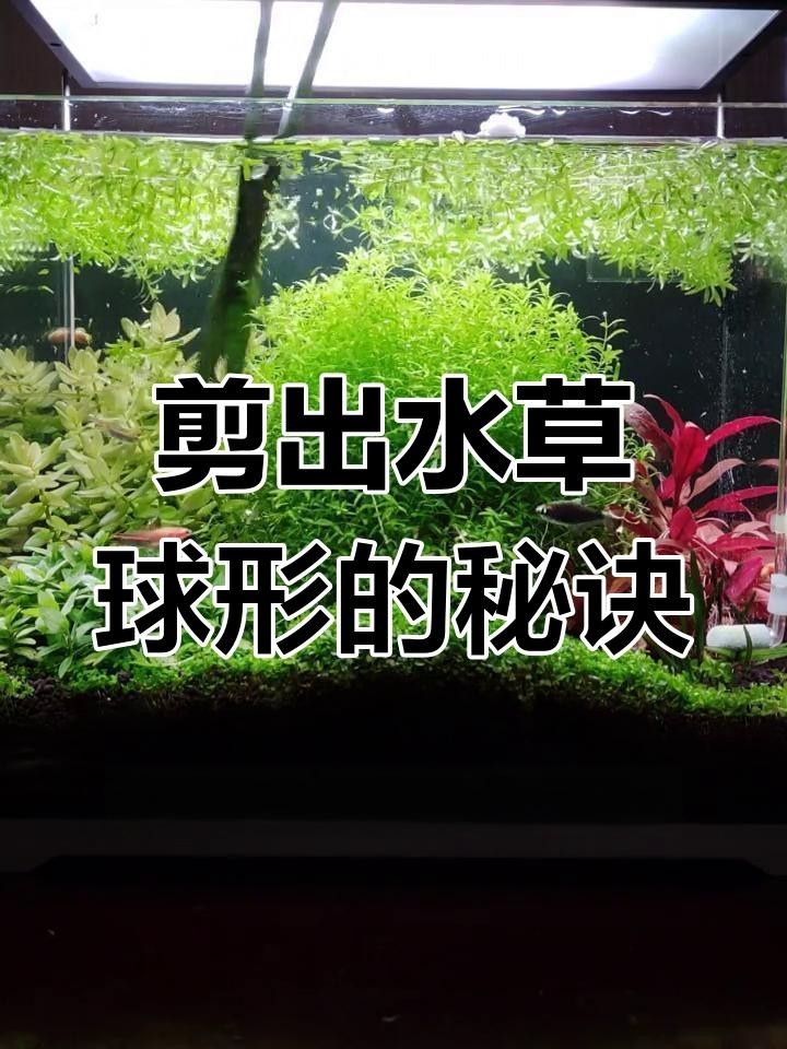 龍魚缸水草多久需要修剪？