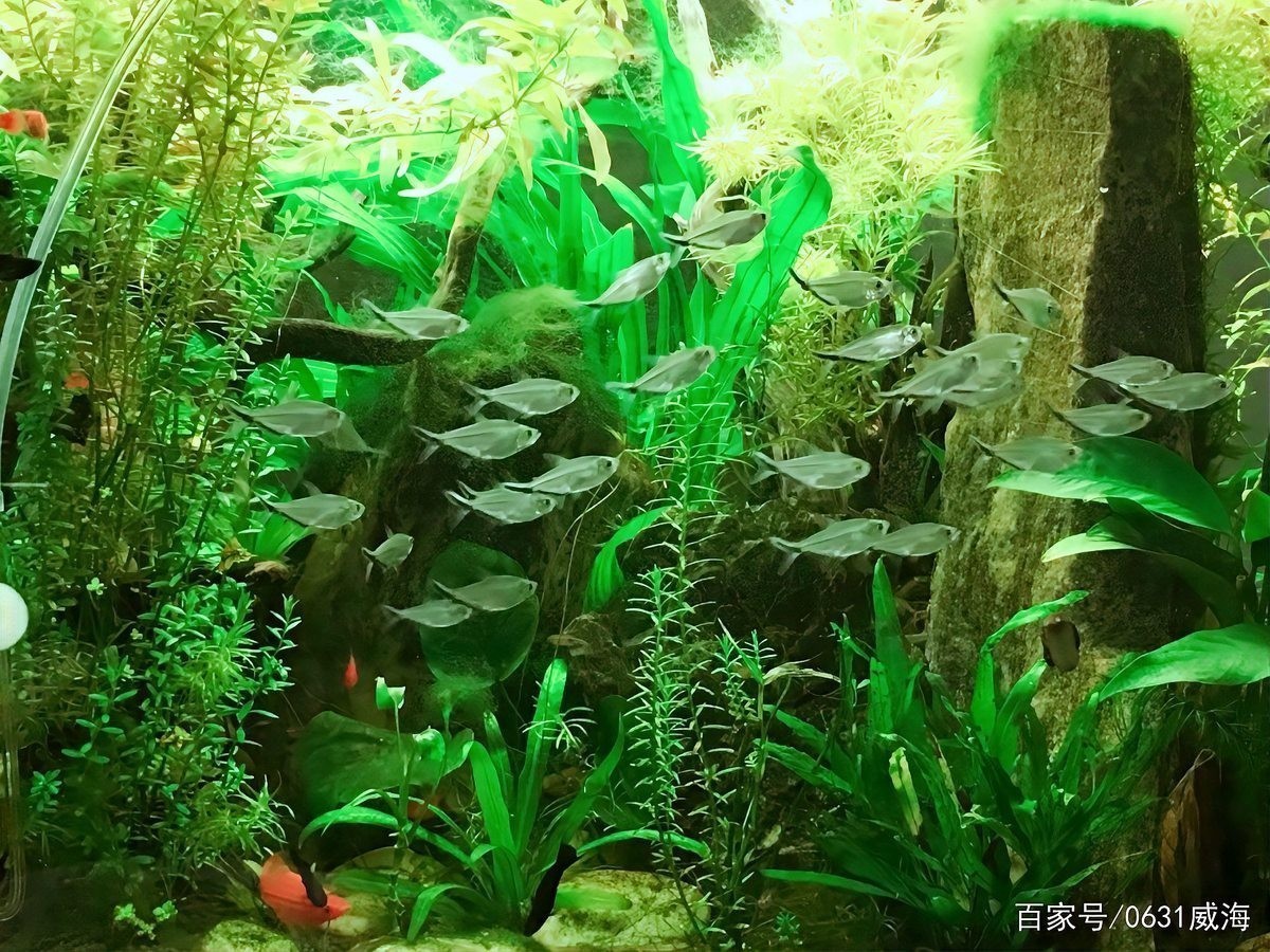 龍魚缸水草多久需要修剪？