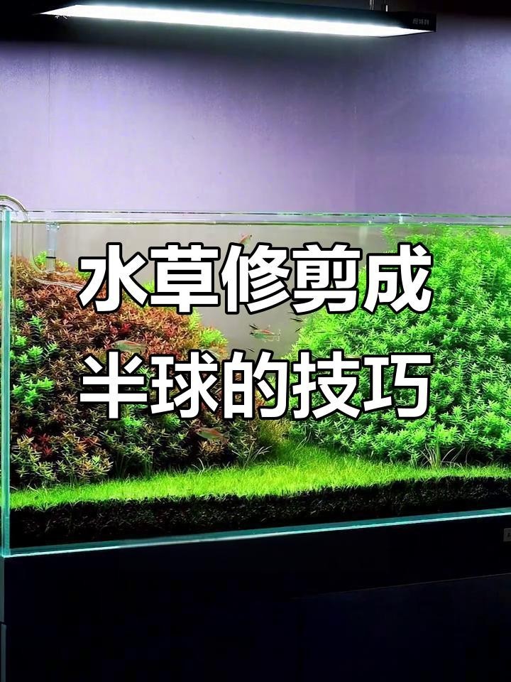 龍魚缸水草多久需要修剪？