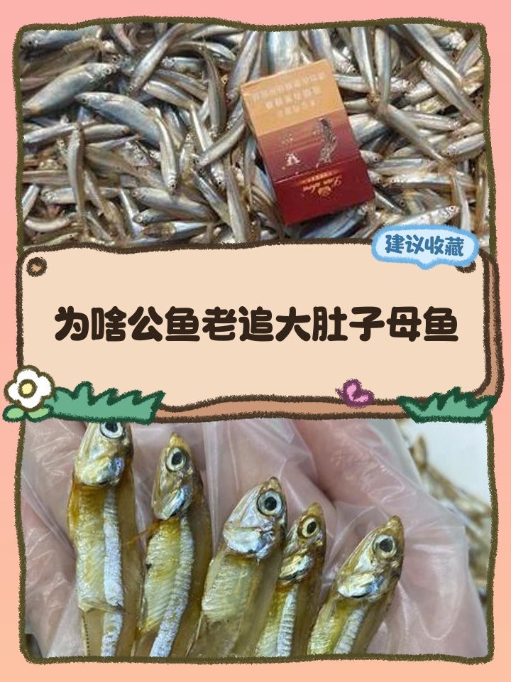 公魚追母魚了要警惕了