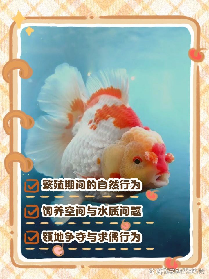 公魚追母魚了要警惕了