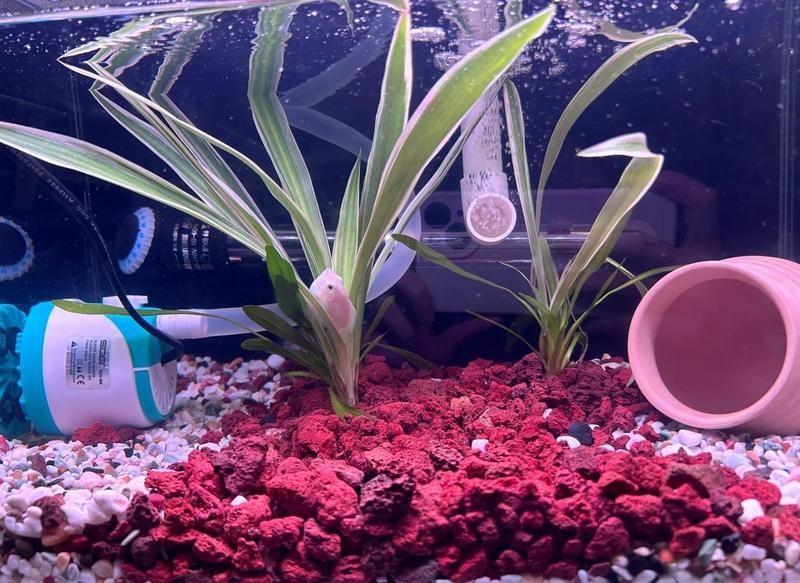 公魚追母魚了要警惕了