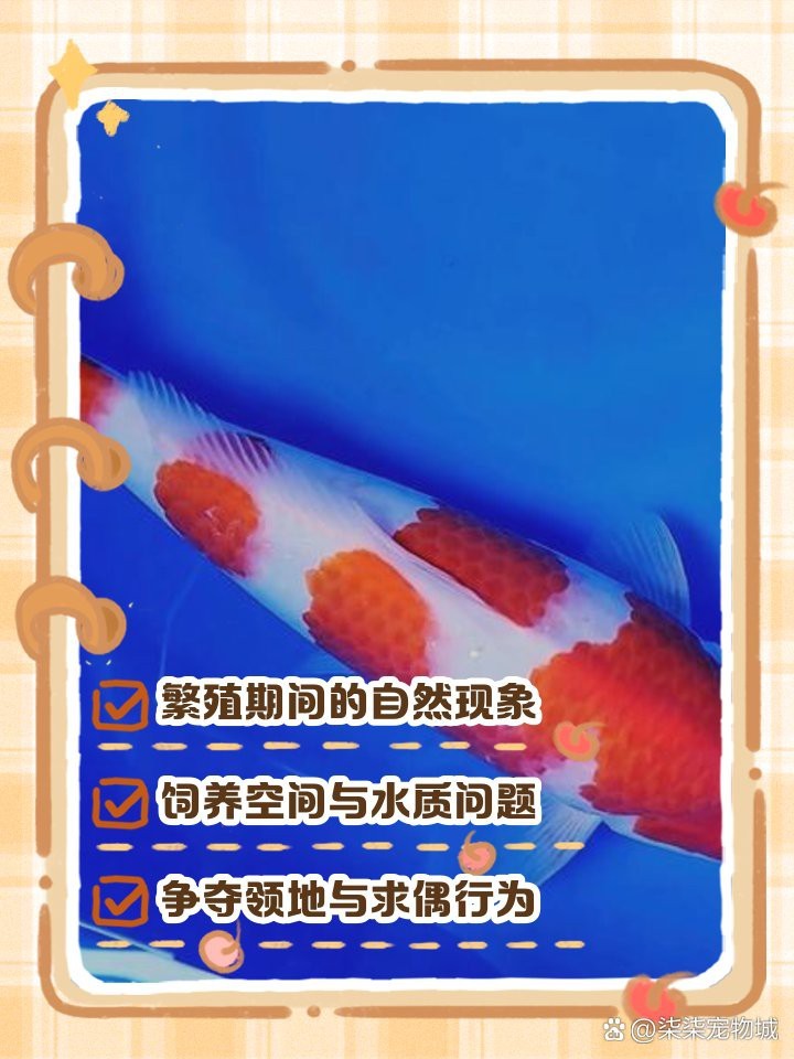 公魚追母魚了要警惕了