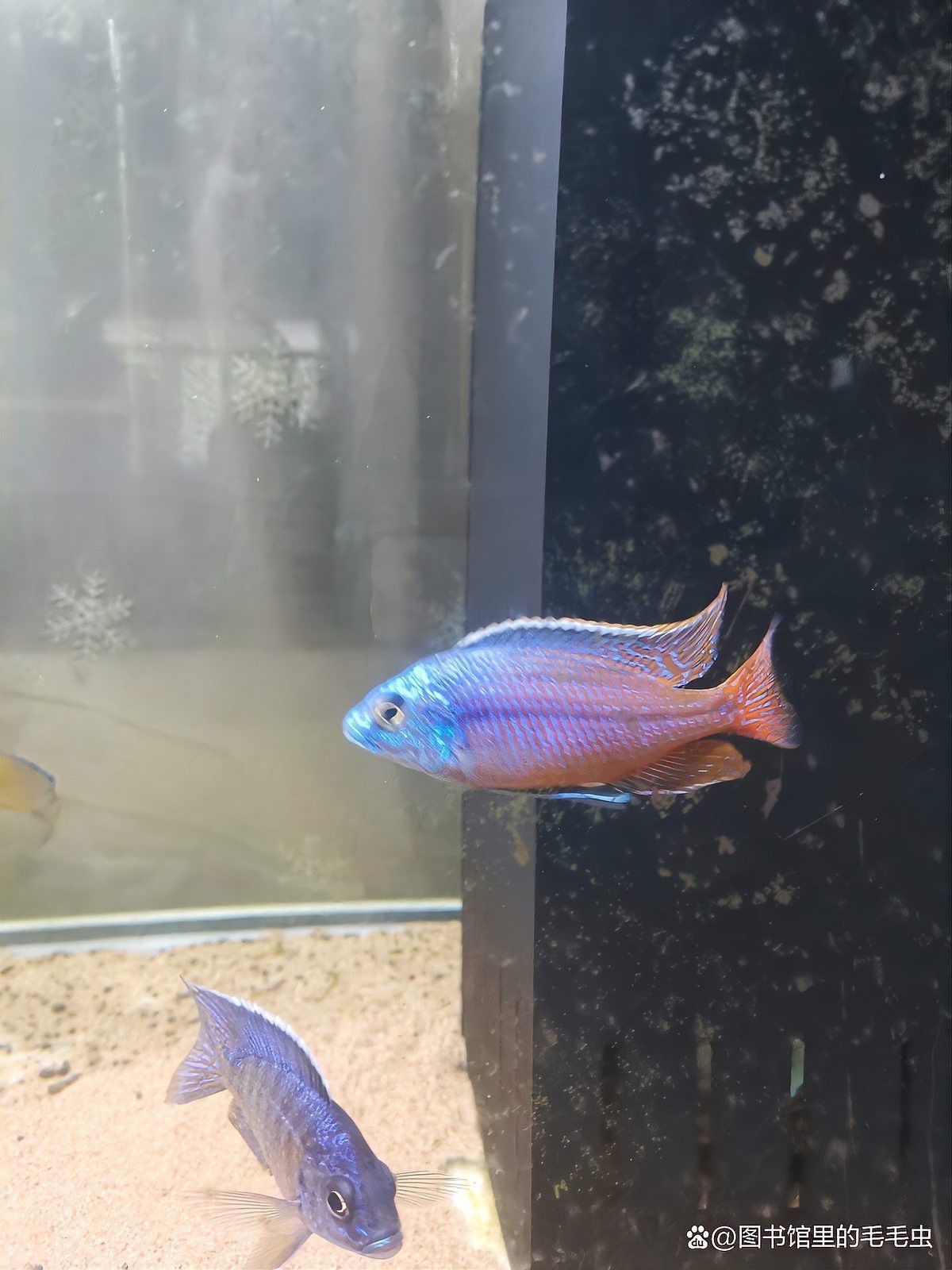 公魚追母魚了要警惕了