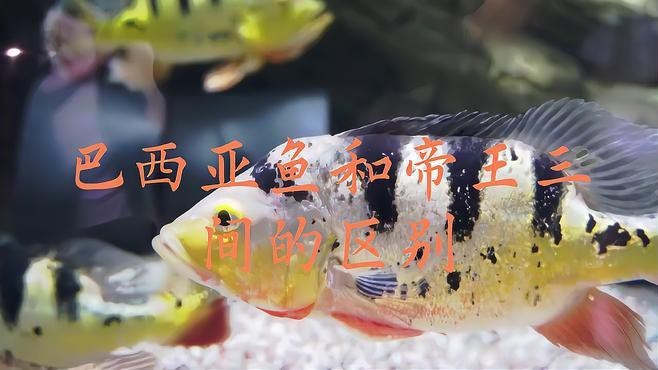 帝王三間和巴西亞的區(qū)別