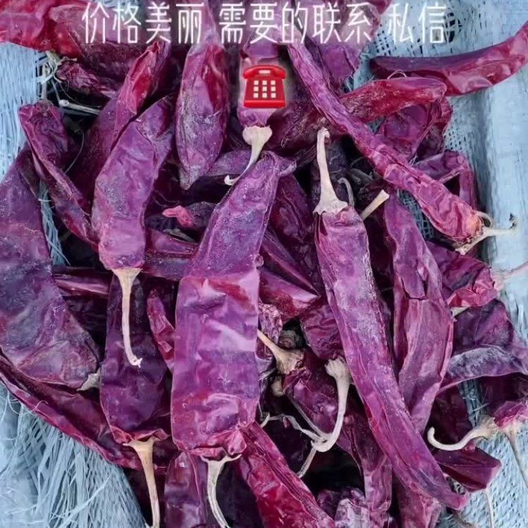 紅龍23辣椒的走勢(shì)圖