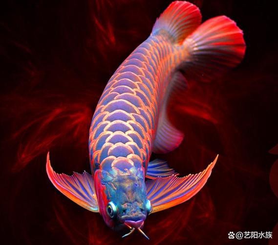 龍魚圖片大全大圖霸氣