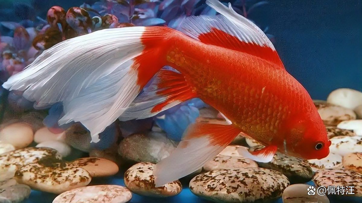 草金魚一個月能長幾厘米