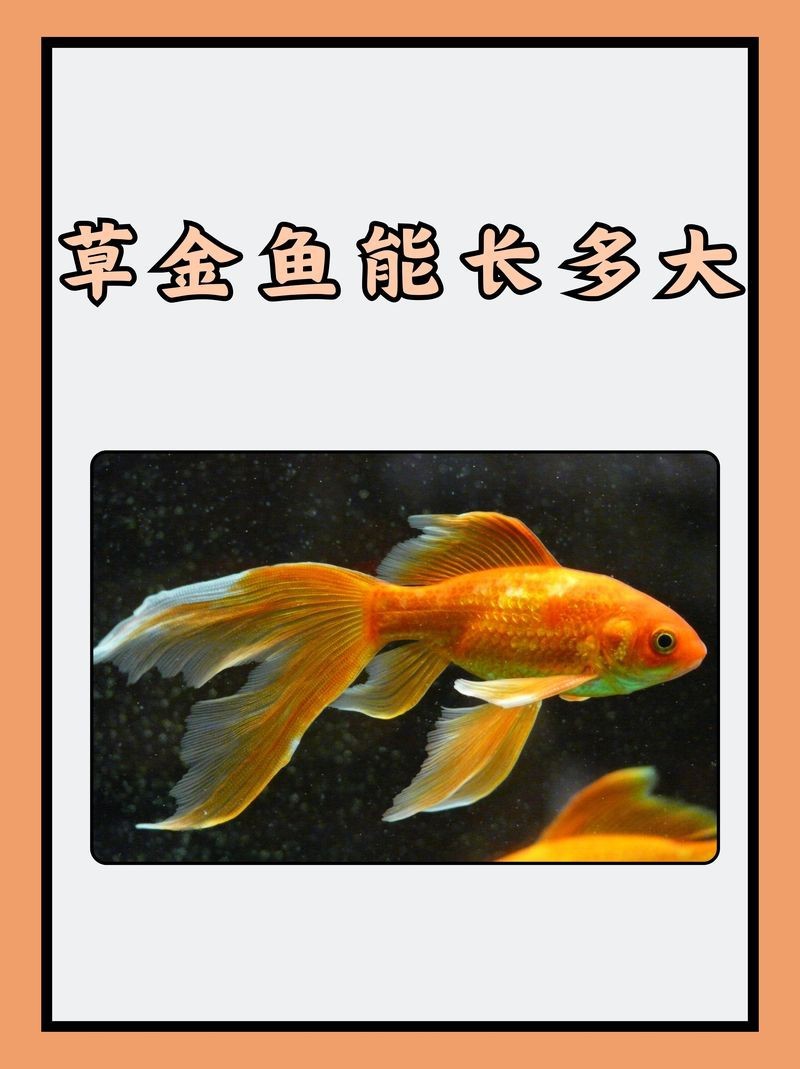 草金魚一個月能長幾厘米
