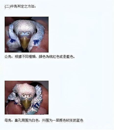 虎斑公母最簡單辨認