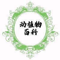虎斑公母最簡單辨認