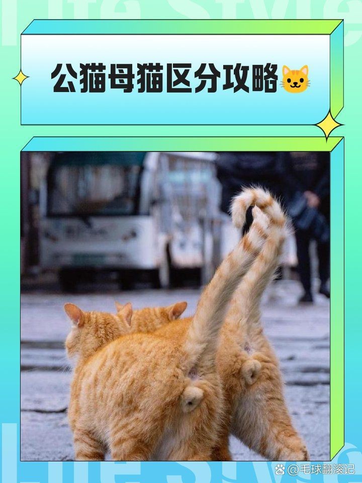 虎斑公母最簡單辨認