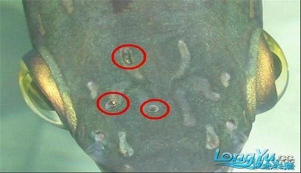 龍魚爛眼怎么辦