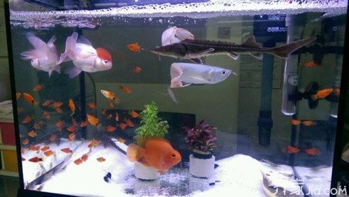 魚缸放幾條魚比較招財(cái)