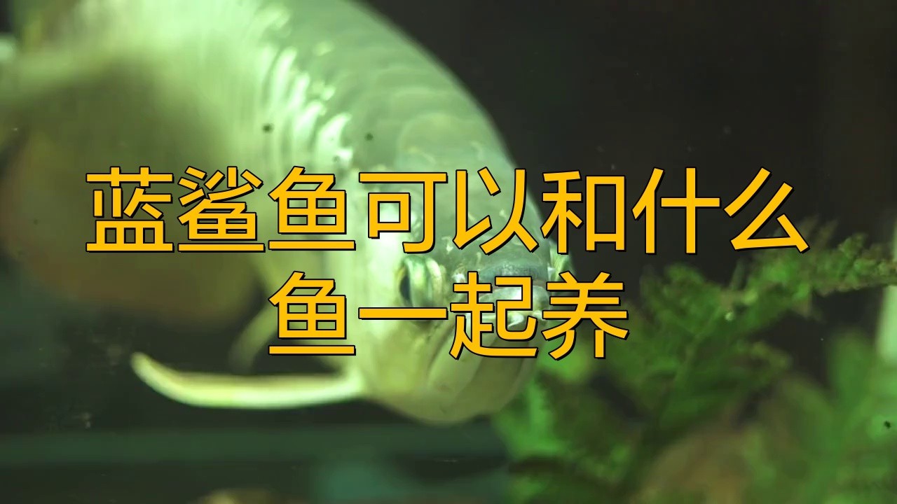 藍鯊和龍魚混養