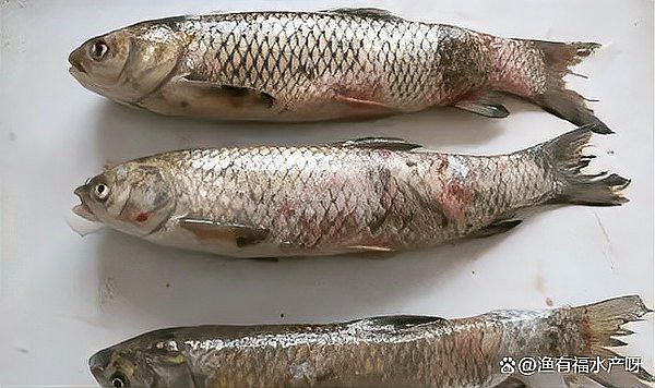 金龍魚飼養(yǎng)中常見的問題有哪些？