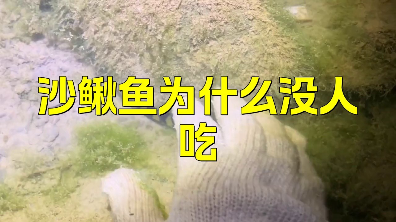 沙鰍魚為何要盡量少吃