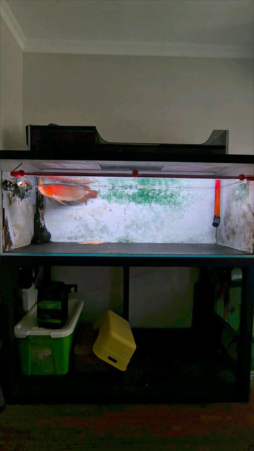 如何判斷龍魚是否適應高溫環境？