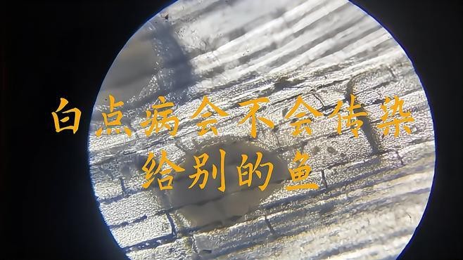 龍魚眼白點病傳染嗎？