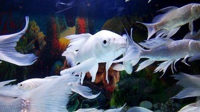 如何下載和設置金龍魚壁紙？