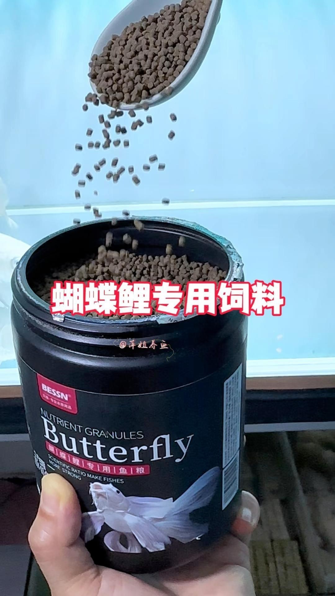 蝴蝶鯉專用飼料哪個好