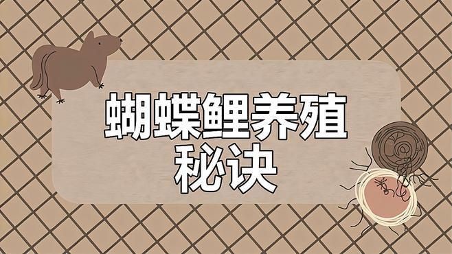 蝴蝶鯉專用飼料哪個好