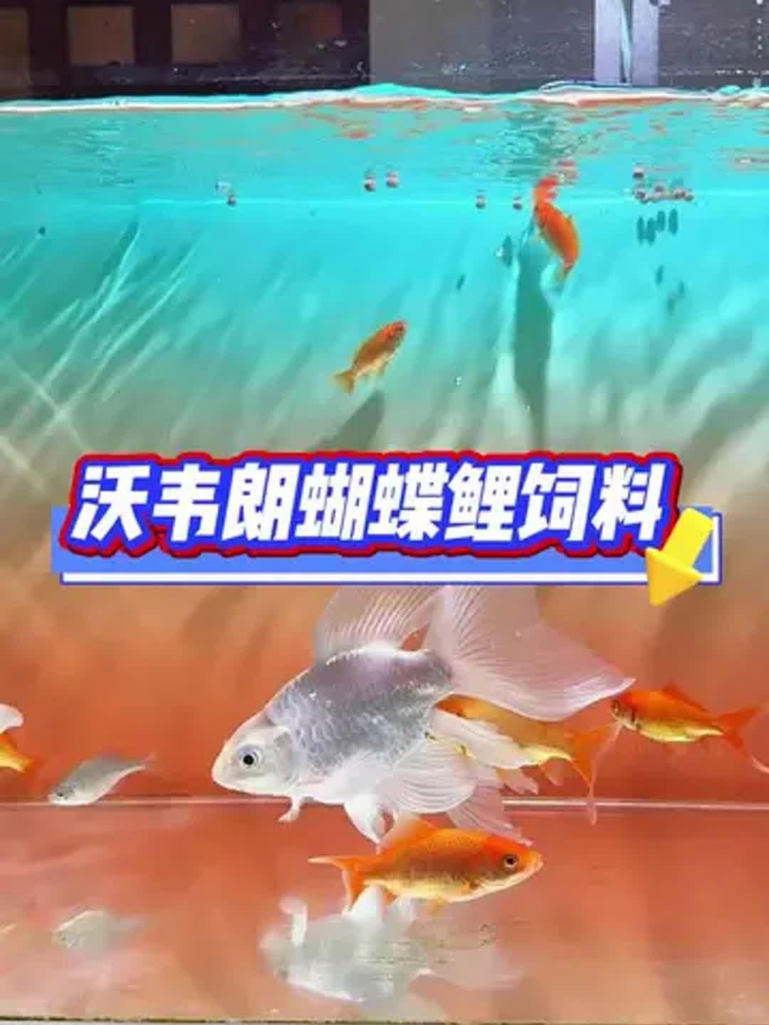 蝴蝶鯉專用飼料哪個好
