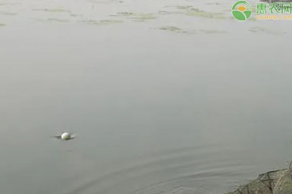 水深2米一畝可養多少魚 水深2米一畝可養多少魚 龍魚論壇 第2張