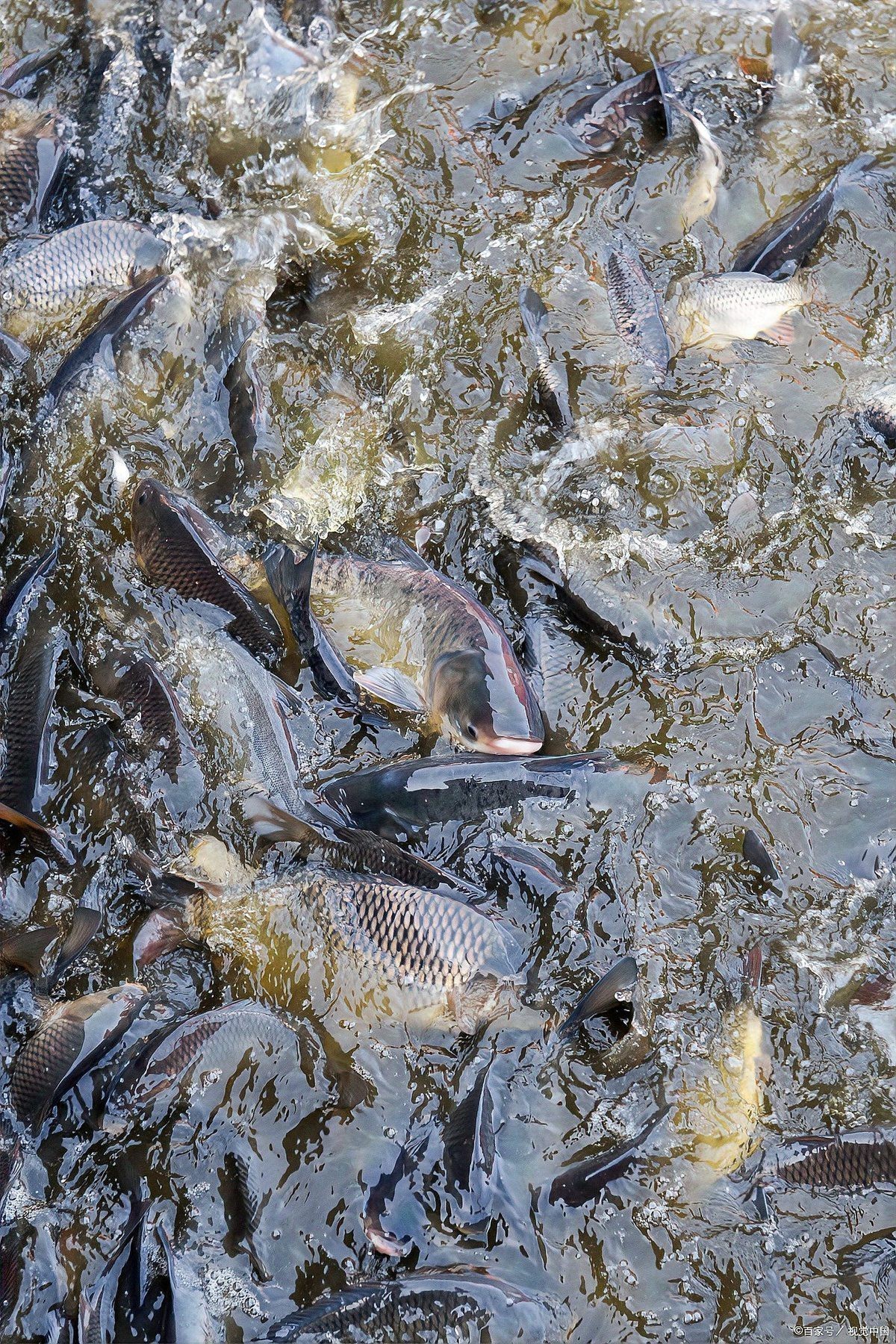 水深2米一畝可養多少魚 水深2米一畝可養多少魚 龍魚論壇 第3張