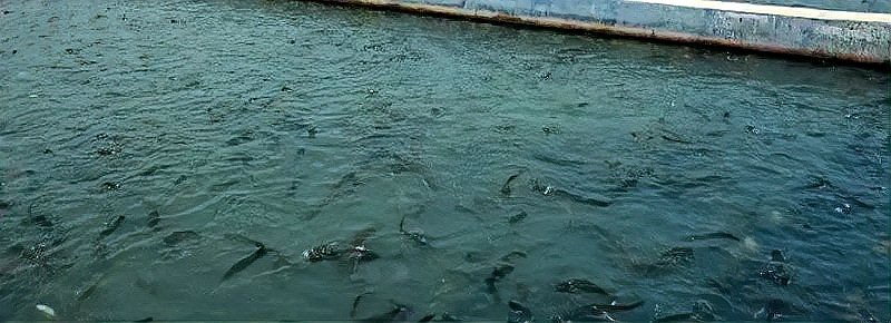 水深2米一畝可養多少魚 水深2米一畝可養多少魚 龍魚論壇 第4張